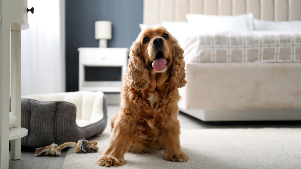 Pet-Friendly Homes: Removing Odors and Stains from Carpets and Upholstery